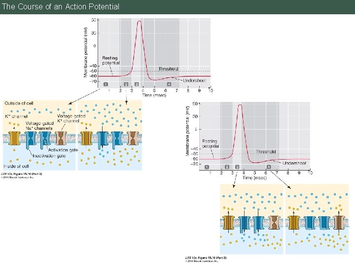 The Course of an Action Potential 