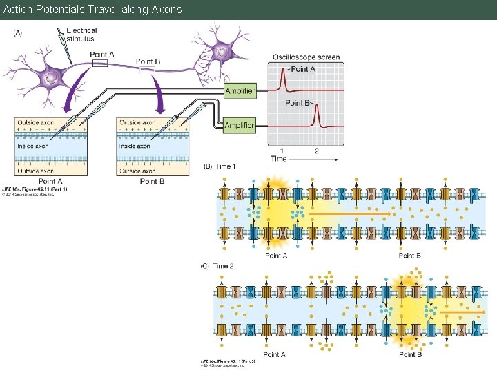 Action Potentials Travel along Axons 