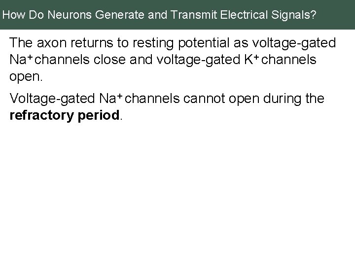 How Do Neurons Generate and Transmit Electrical Signals? The axon returns to resting potential