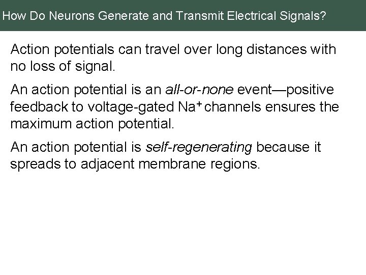 How Do Neurons Generate and Transmit Electrical Signals? Action potentials can travel over long