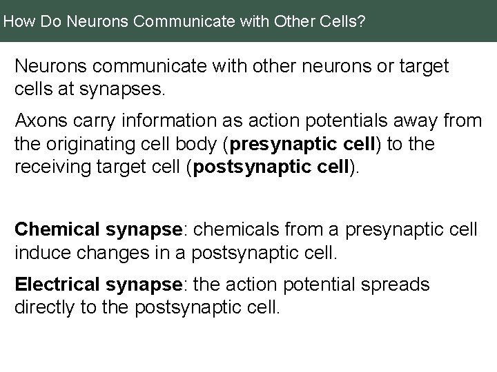 How Do Neurons Communicate with Other Cells? Neurons communicate with other neurons or target