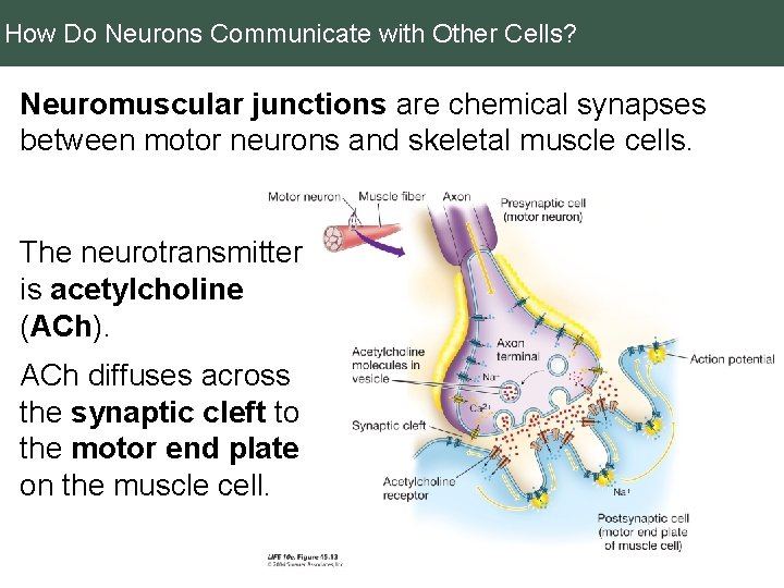 How Do Neurons Communicate with Other Cells? Neuromuscular junctions are chemical synapses between motor