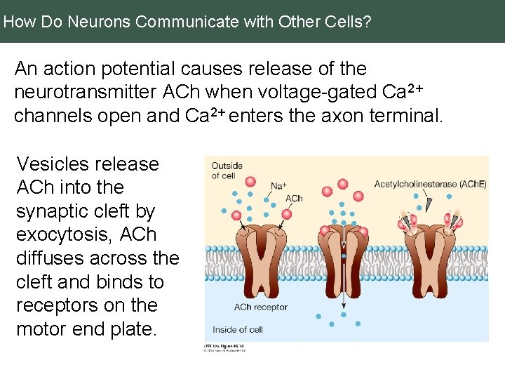 How Do Neurons Communicate with Other Cells? An action potential causes release of the