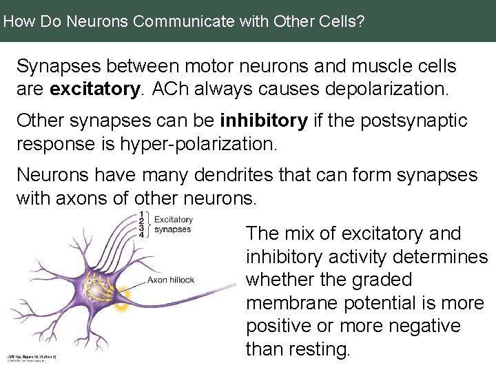 How Do Neurons Communicate with Other Cells? Synapses between motor neurons and muscle cells