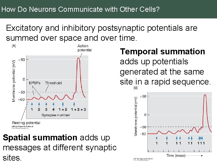 How Do Neurons Communicate with Other Cells? Excitatory and inhibitory postsynaptic potentials are summed