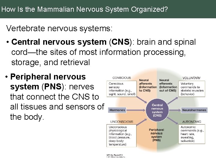 How Is the Mammalian Nervous System Organized? Vertebrate nervous systems: • Central nervous system