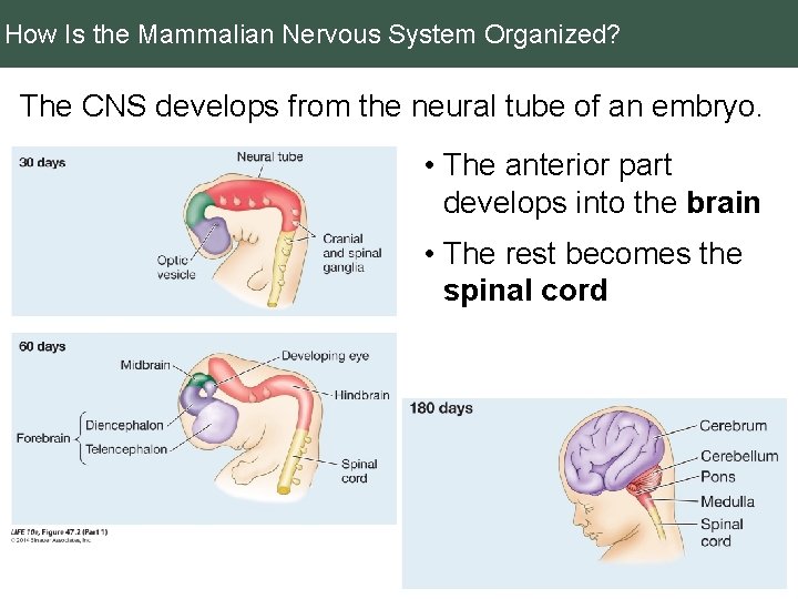 How Is the Mammalian Nervous System Organized? The CNS develops from the neural tube