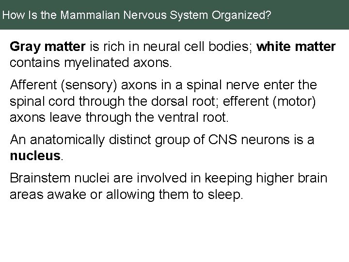 How Is the Mammalian Nervous System Organized? Gray matter is rich in neural cell