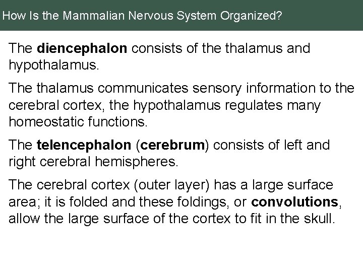 How Is the Mammalian Nervous System Organized? The diencephalon consists of the thalamus and