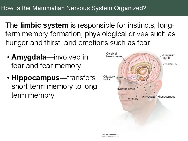 How Is the Mammalian Nervous System Organized? The limbic system is responsible for instincts,