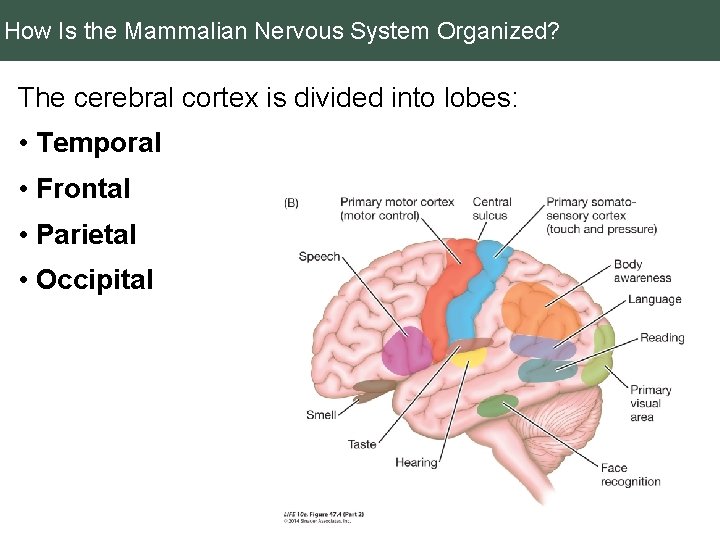 How Is the Mammalian Nervous System Organized? The cerebral cortex is divided into lobes: