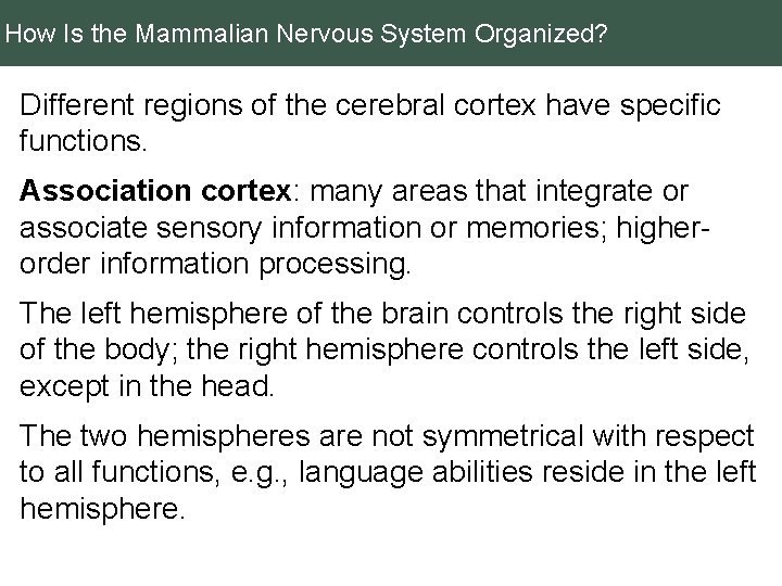 How Is the Mammalian Nervous System Organized? Different regions of the cerebral cortex have