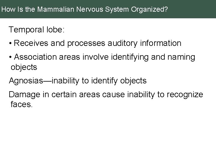 How Is the Mammalian Nervous System Organized? Temporal lobe: • Receives and processes auditory