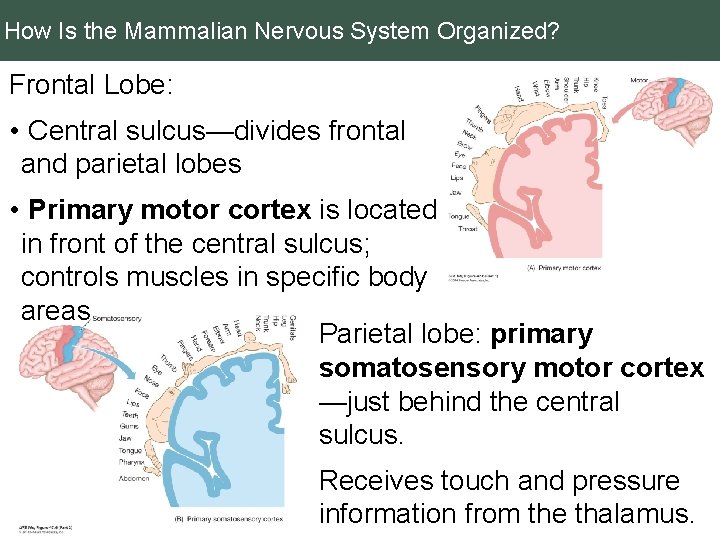 How Is the Mammalian Nervous System Organized? Frontal Lobe: • Central sulcus—divides frontal and