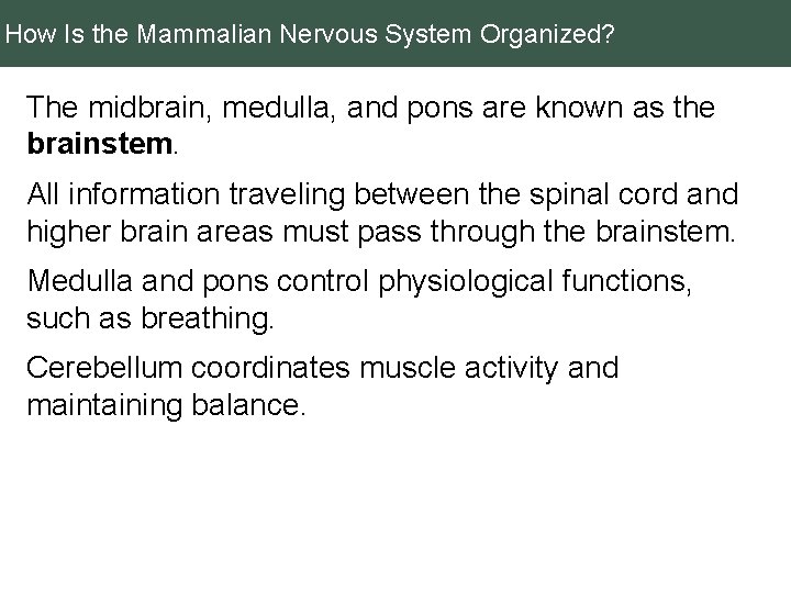 How Is the Mammalian Nervous System Organized? The midbrain, medulla, and pons are known