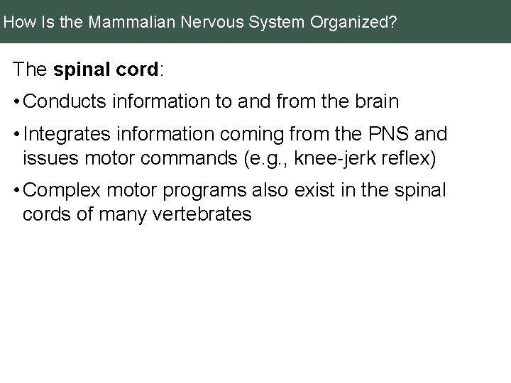 How Is the Mammalian Nervous System Organized? The spinal cord: • Conducts information to