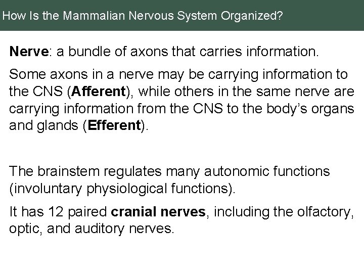 How Is the Mammalian Nervous System Organized? Nerve: a bundle of axons that carries