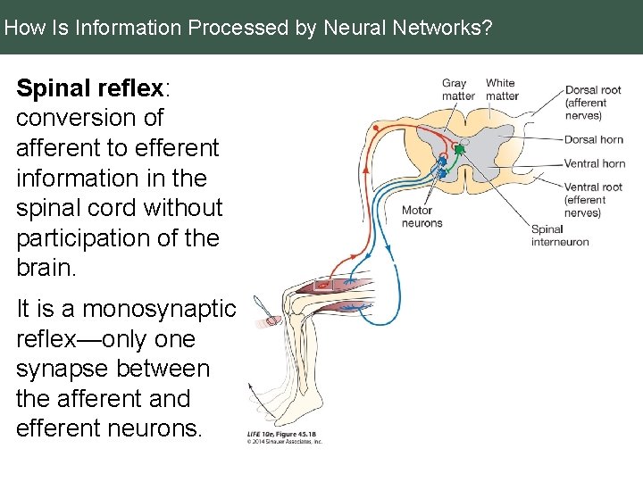 How Is Information Processed by Neural Networks? Spinal reflex: conversion of afferent to efferent