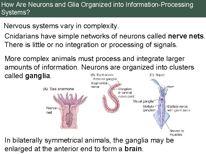 How Are Neurons and Glia Organized into Information-Processing Systems? Nervous systems vary in complexity.