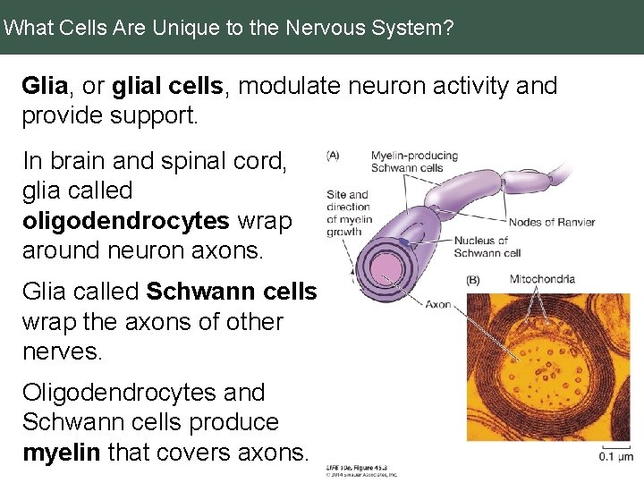 What Cells Are Unique to the Nervous System? Glia, or glial cells, modulate neuron