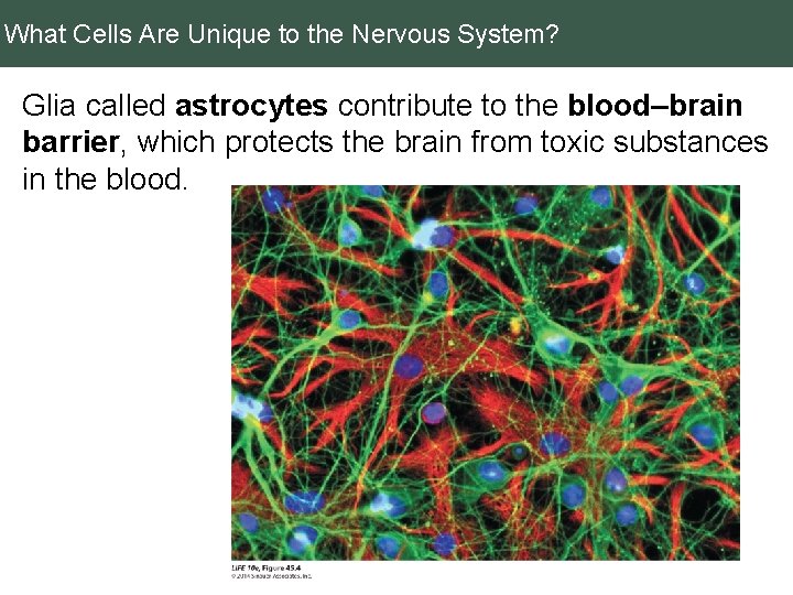 What Cells Are Unique to the Nervous System? Glia called astrocytes contribute to the