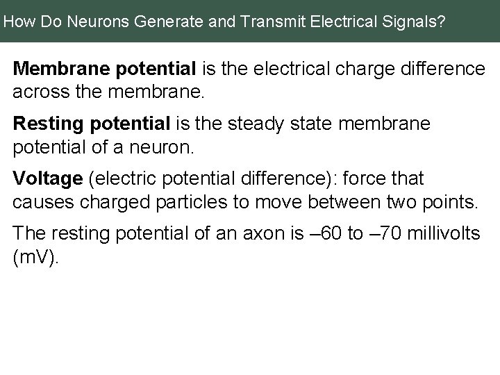 How Do Neurons Generate and Transmit Electrical Signals? Membrane potential is the electrical charge