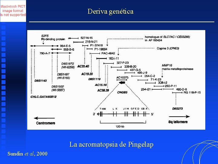 Deriva genética La acromatopsia de Pingelap Sundin et al, 2000 