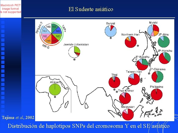 El Sudeste asiático Tajima et al, 2002 Distribución de haplotipos SNPs del cromosoma Y