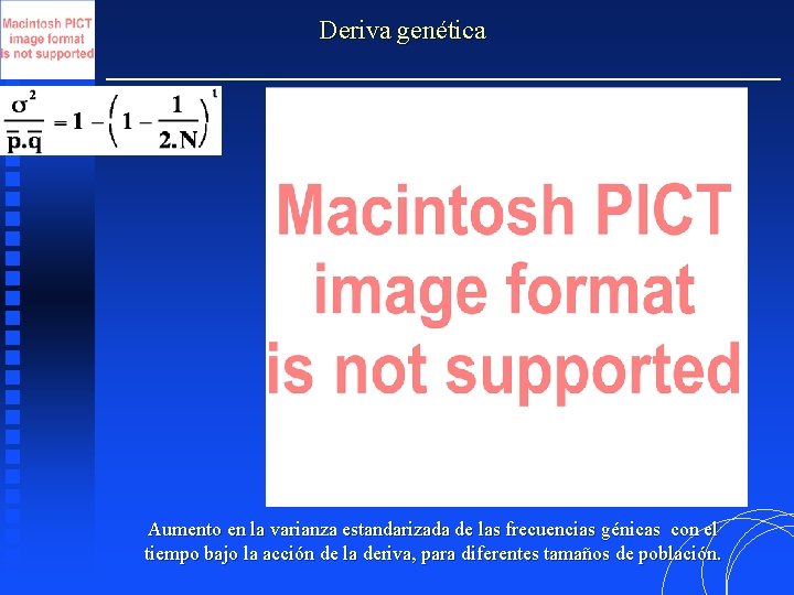 Deriva genética Aumento en la varianza estandarizada de las frecuencias génicas con el tiempo