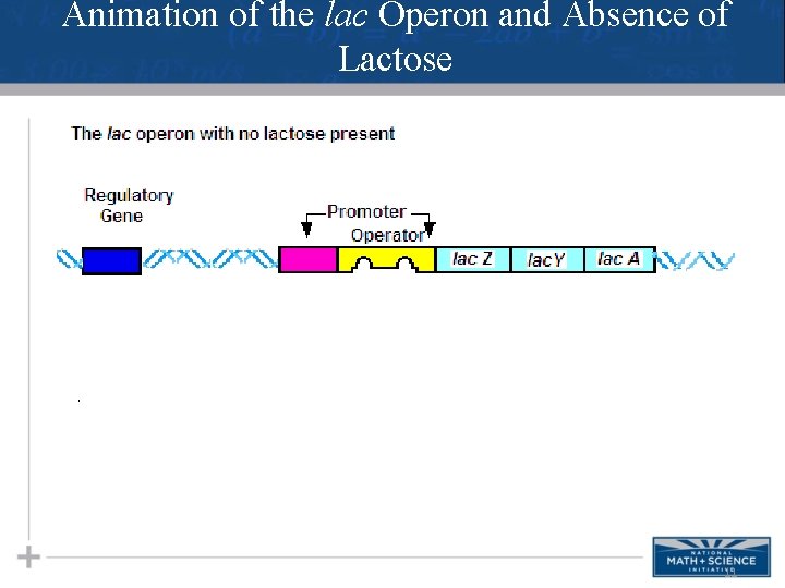 Animation of the lac Operon and Absence of Lactose 11 