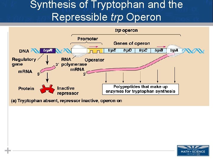 Synthesis of Tryptophan and the Repressible trp Operon 12 