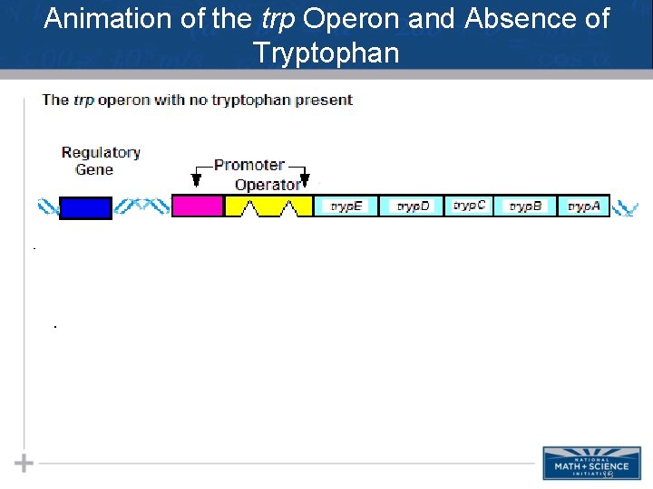 Animation of the trp Operon and Absence of Tryptophan 13 