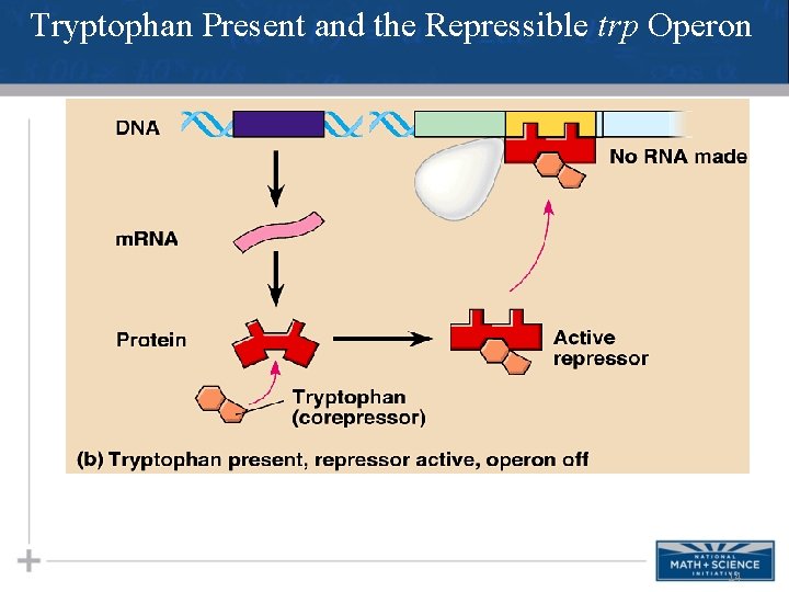 Tryptophan Present and the Repressible trp Operon 14 