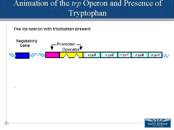 Animation of the trp Operon and Presence of Tryptophan 15 