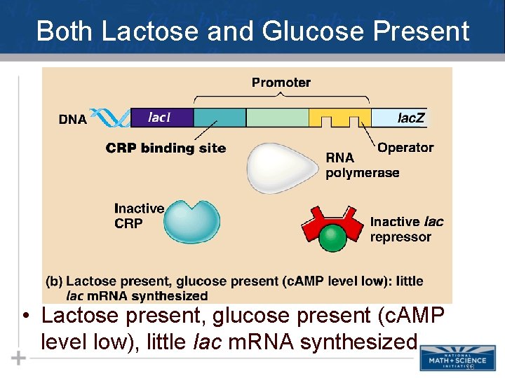 Both Lactose and Glucose Present • Lactose present, glucose present (c. AMP level low),