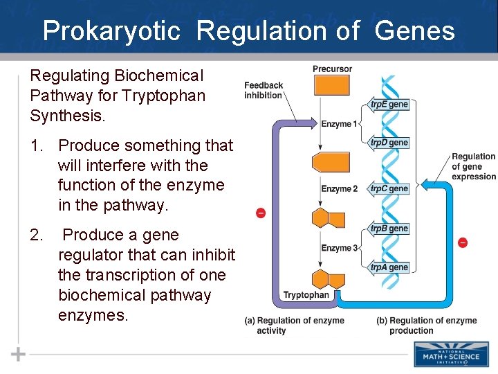 Prokaryotic Regulation of Genes Regulating Biochemical Pathway for Tryptophan Synthesis. 1. Produce something that
