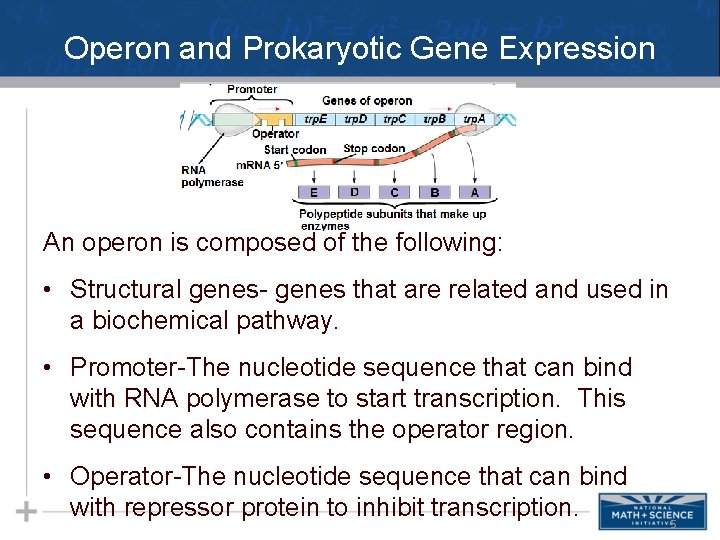 Operon and Prokaryotic Gene Expression An operon is composed of the following: • Structural