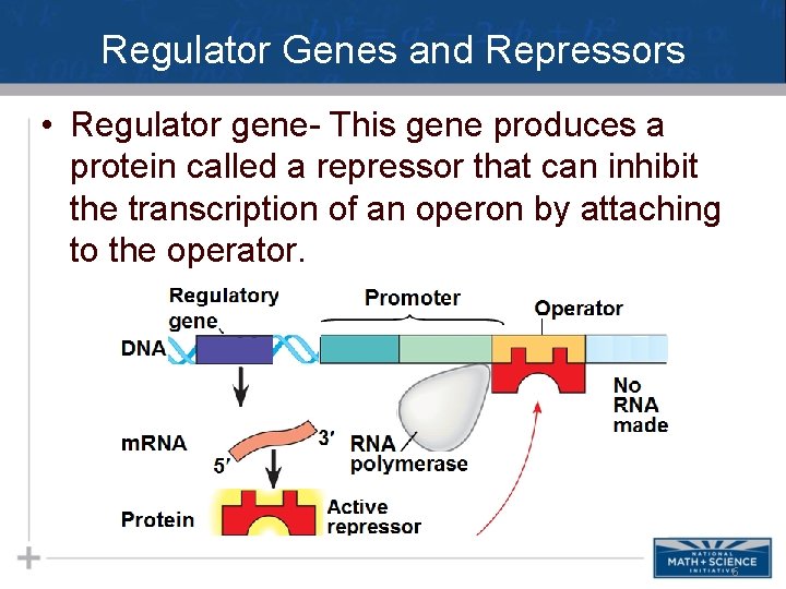 Regulator Genes and Repressors • Regulator gene- This gene produces a protein called a