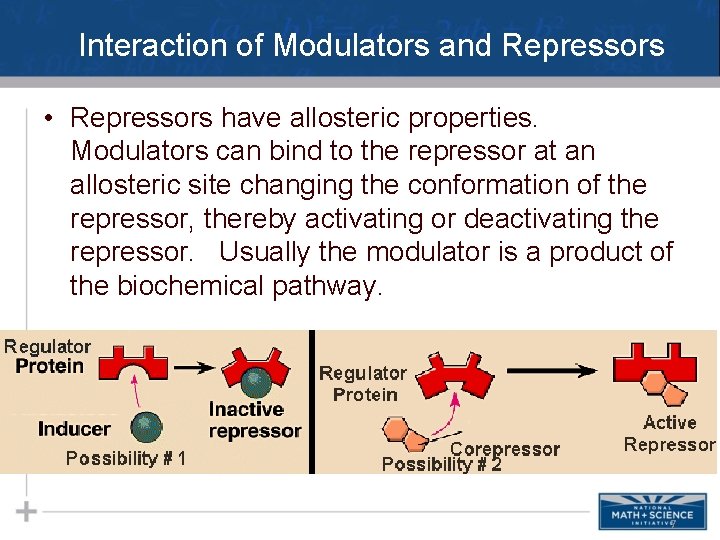 Interaction of Modulators and Repressors • Repressors have allosteric properties. Modulators can bind to