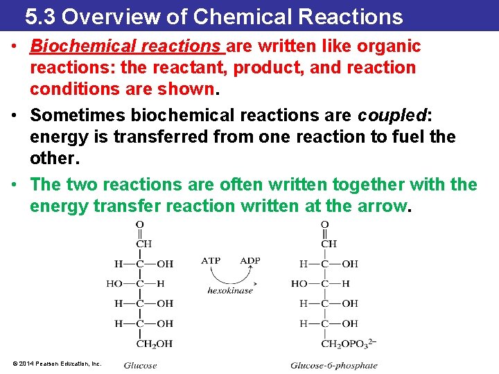 5. 3 Overview of Chemical Reactions • Biochemical reactions are written like organic reactions: