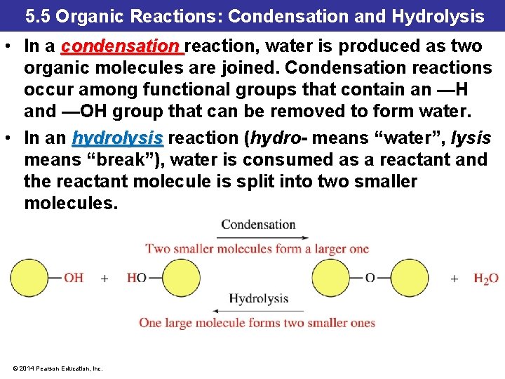 5. 5 Organic Reactions: Condensation and Hydrolysis • In a condensation reaction, water is