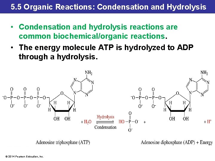 5. 5 Organic Reactions: Condensation and Hydrolysis • Condensation and hydrolysis reactions are common