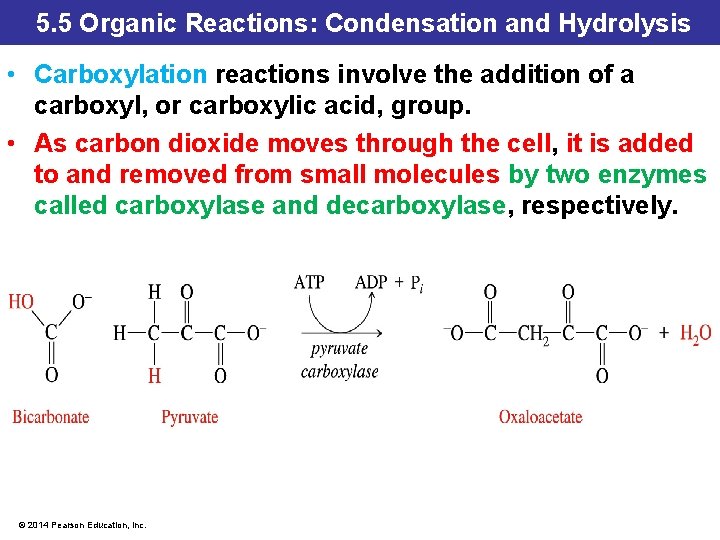 5. 5 Organic Reactions: Condensation and Hydrolysis • Carboxylation reactions involve the addition of