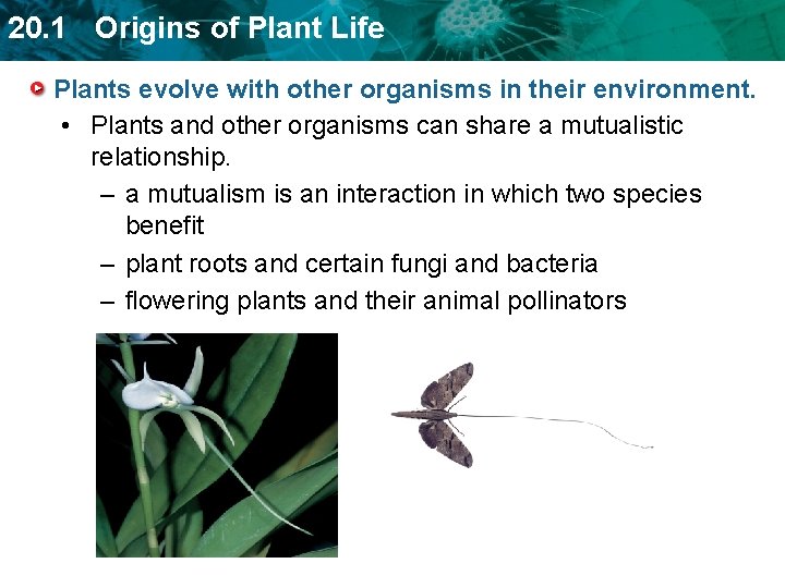 TODAY 20 1 Origins of Plant Life Review