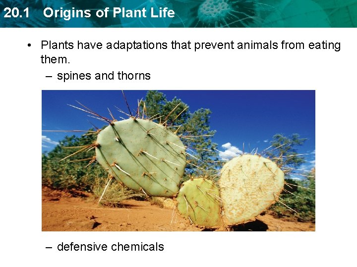 TODAY 20 1 Origins of Plant Life Review
