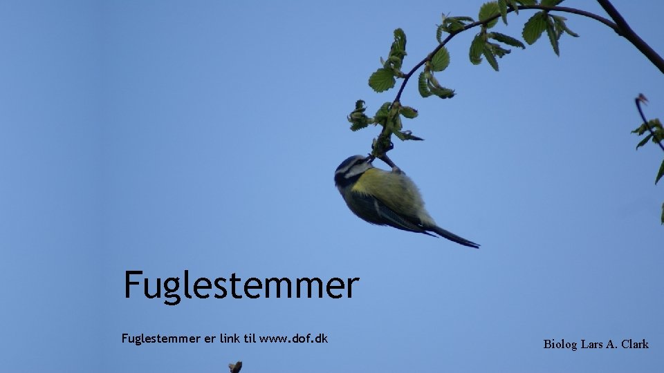 Fuglestemmer er link til www. dof. dk Biolog Lars A. Clark 