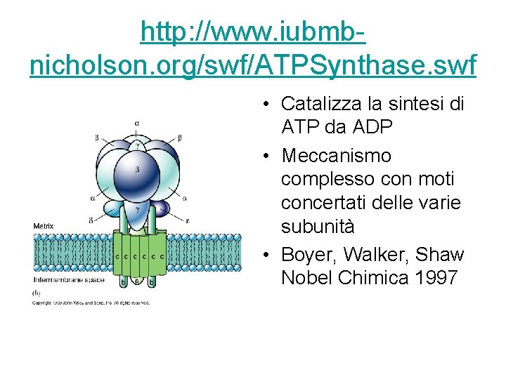 http: //www. iubmbnicholson. org/swf/ATPSynthase. swf • Catalizza la sintesi di ATP da ADP •