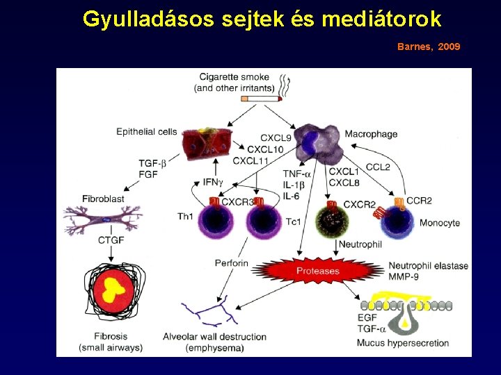 Gyulladásos sejtek és mediátorok Barnes, 2009 