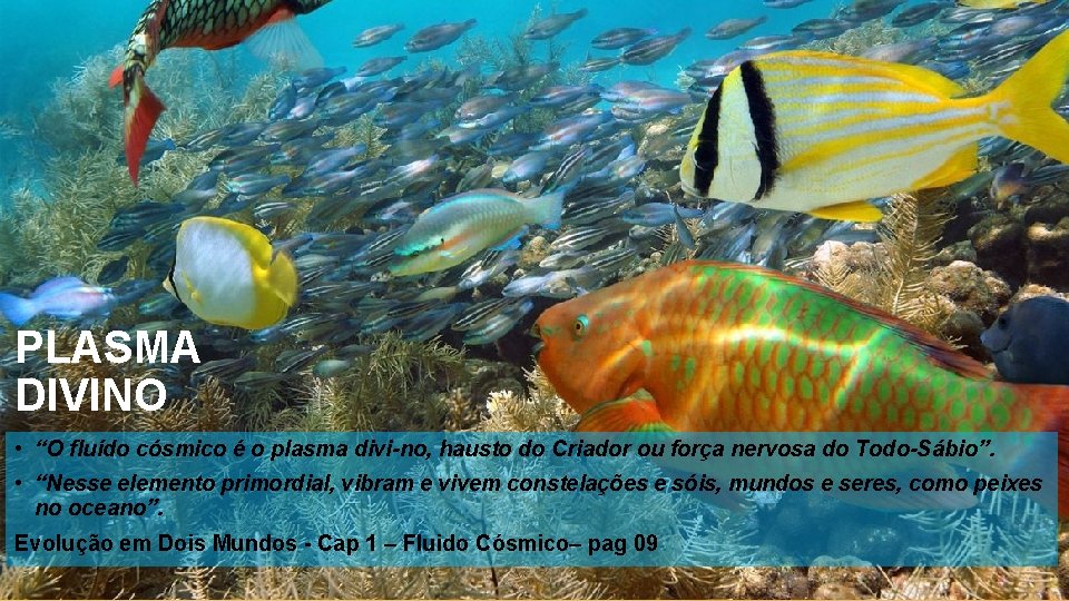 PLASMA DIVINO • “O fluído cósmico é o plasma divi no, hausto do Criador PLASMA DIVINO • “O fluído cósmico é o plasma divi no, hausto do Criador