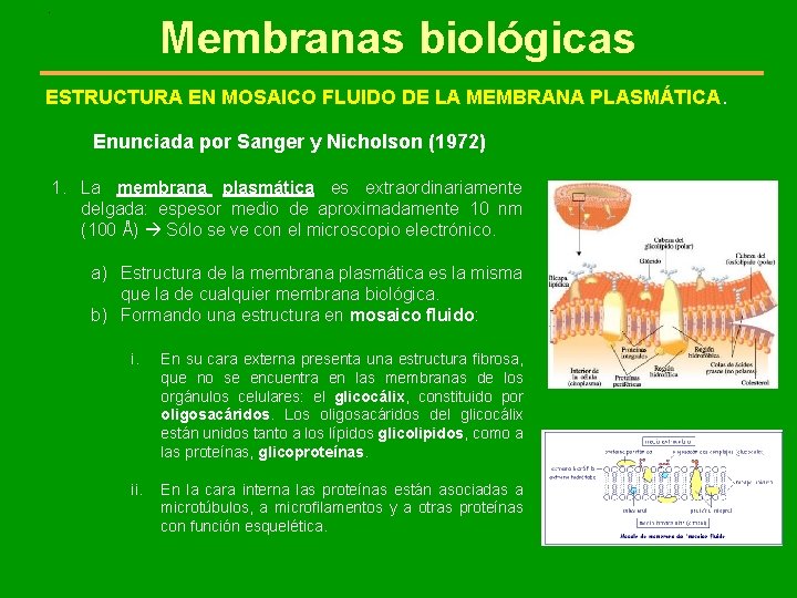 . Membranas biológicas ESTRUCTURA EN MOSAICO FLUIDO DE LA MEMBRANA PLASMÁTICA. Enunciada por Sanger
